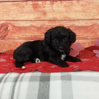 Hershey, a female Aussiedoodle for sale in Grabill, IN – Photo 4 of 9