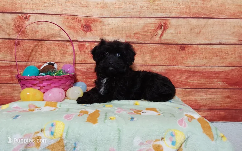 Hershey – Aussiedoodle puppy for sale in Grabill, IN
