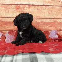 Hershey, a female Aussiedoodle for sale in Grabill, IN – Photo 6 of 9