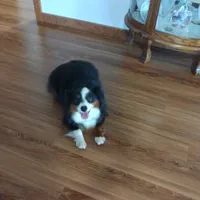 Hershey, a female Aussiedoodle for sale in Grabill, IN – Photo 8 of 9