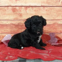 Hershey, a female Aussiedoodle for sale in Grabill, IN – Photo 1 of 9