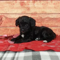 Hershey, a female Aussiedoodle for sale in Grabill, IN – Photo 7 of 9
