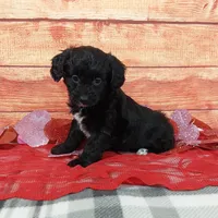 Hershey, a female Aussiedoodle for sale in Grabill, IN – Photo 2 of 9
