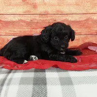 Hershey, a female Aussiedoodle for sale in Grabill, IN – Photo 3 of 9