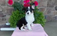 Macie , a female Pembroke Welsh Corgi for sale in Grabill, IN – 7 of 10