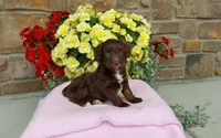 Chloe , a female Miniature Aussiedoodle for sale in Grabill, IN – 7 of 10