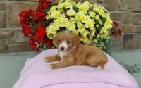 Celeste , a female Miniature Aussiedoodle for sale in Grabill, IN – 4 of 10