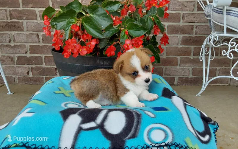 Mason  – Pembroke Welsh Corgi puppy for sale in Grabill, IN