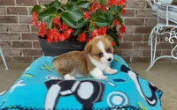Mason , a male Pembroke Welsh Corgi for sale in Grabill, IN – 1 of 8