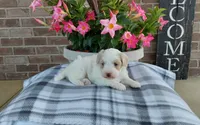 Missy, a female Maltipoo for sale in Grabill, IN – 6 of 8