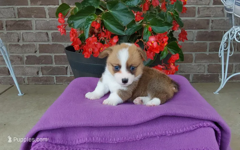 Molly – Pembroke Welsh Corgi puppy for sale in Grabill, IN