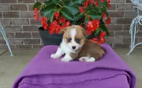 Molly, a female Pembroke Welsh Corgi for sale in Grabill, IN – 1 of 8