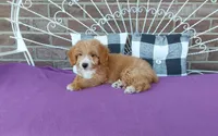Celeste , a female Miniature Aussiedoodle for sale in Grabill, IN – 2 of 8