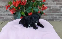 Carrie, a female Miniature Aussiedoodle for sale in Grabill, IN – 5 of 9