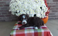 Tucker , a male Australian Shepherd and Poodle - Miniature  for sale in Grabill, IN – 4 of 8