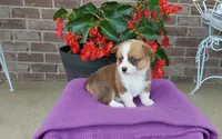 Molly, a female Pembroke Welsh Corgi for sale in Grabill, IN – 4 of 8