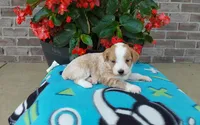 Clover , a female Miniature Aussiedoodle for sale in Grabill, IN – 3 of 9