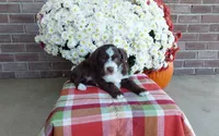 Tucker , a male Australian Shepherd and Poodle - Miniature  for sale in Grabill, IN – 2 of 8