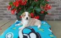 Clover , a female Miniature Aussiedoodle for sale in Grabill, IN – 6 of 9
