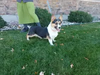 Bailey , a female Pembroke Welsh Corgi for sale in Grabill, IN – 8 of 8