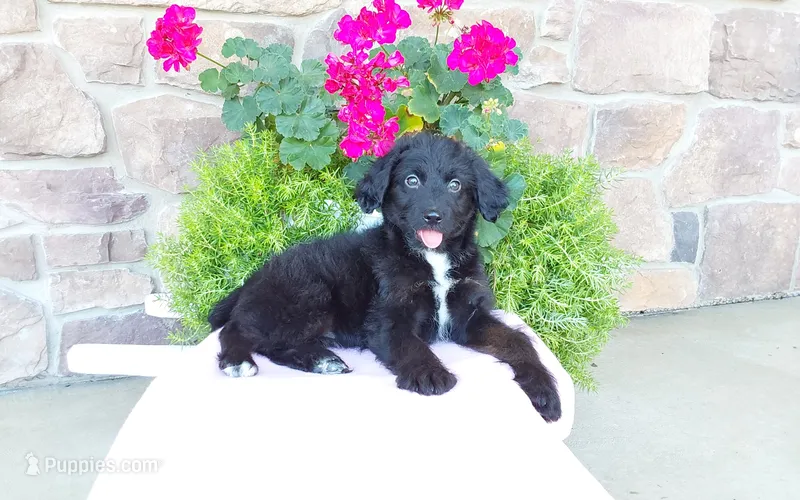 Carrie – Miniature Aussiedoodle puppy for sale in Grabill, IN