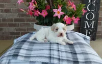 Missy, a female Maltipoo for sale in Grabill, IN – 3 of 8