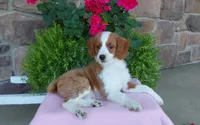 Callie , a female Miniature Aussiedoodle for sale in Grabill, IN – 7 of 10