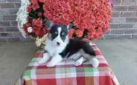 Winston, a male Pembroke Welsh Corgi for sale in Grabill, IN – 3 of 5