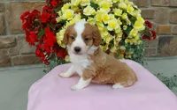Callie , a female Miniature Aussiedoodle for sale in Grabill, IN – 7 of 8