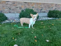 Molly, a female Pembroke Welsh Corgi for sale in Grabill, IN – 8 of 8