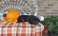 Bear , a male Great Dane for sale in Grabill, IN – 4 of 10
