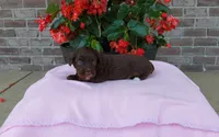 Chloe , a female Miniature Aussiedoodle for sale in Grabill, IN – 2 of 7