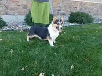 Macie , a female Pembroke Welsh Corgi for sale in Grabill, IN – 10 of 10