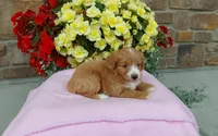 Celeste , a female Miniature Aussiedoodle for sale in Grabill, IN – 10 of 10