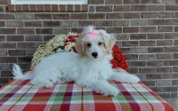Marley , a female Maltipoo for sale in Grabill, IN – 1 of 9