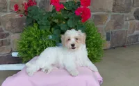 Marley , a female Maltipoo for sale in Grabill, IN – 7 of 9