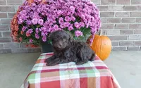 Teddy , a male Australian Shepherd and Poodle - Miniature  for sale in Grabill, IN – 3 of 8