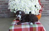 Tucker , a male Australian Shepherd and Poodle - Miniature  for sale in Grabill, IN – 6 of 8