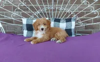 Celeste , a female Miniature Aussiedoodle for sale in Grabill, IN – 3 of 8
