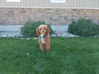 Teddy , a male Australian Shepherd and Poodle - Miniature  for sale in Grabill, IN – 7 of 8