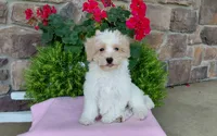 Marley , a female Maltipoo for sale in Grabill, IN – 9 of 9