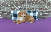 Celeste , a female Miniature Aussiedoodle for sale in Grabill, IN – 8 of 8