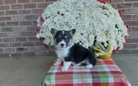 Bailey , a female Pembroke Welsh Corgi for sale in Grabill, IN – 5 of 8