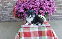 Watson , a male Pembroke Welsh Corgi for sale in Grabill, IN – 5 of 8