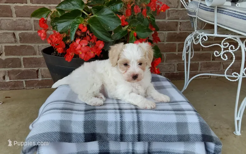 Missy – Maltipoo puppy for sale in Grabill, IN