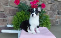 Macie , a female Pembroke Welsh Corgi for sale in Grabill, IN – 5 of 10