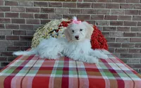 Missy, a female Maltipoo for sale in Grabill, IN – 4 of 8