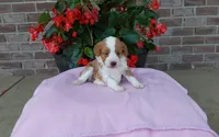 Callie , a female Miniature Aussiedoodle for sale in Grabill, IN – 5 of 10