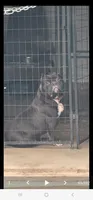 Bronx, a male American Bully for sale in Loganville, GA – Photo 2 of 2