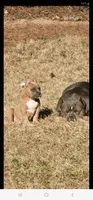 Forsella, a female American Bully for sale in Loganville, GA – Photo 4 of 4